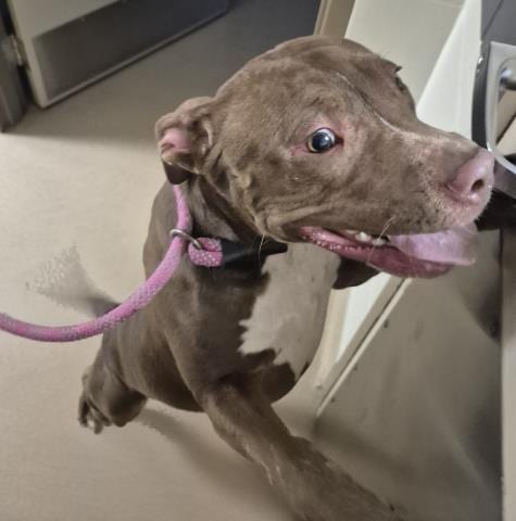 Photo of Sandy, adoptable Pit Bull Terrier in Decatur, Illinois