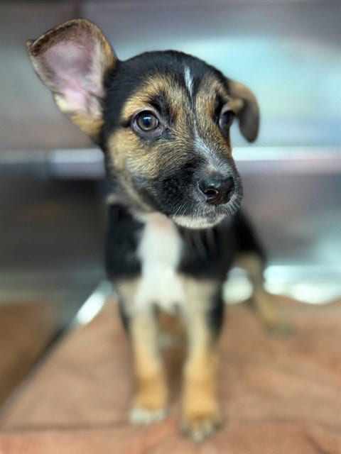 Photo of Bruce, adoptable German Shepherd Dog in Agoura, California