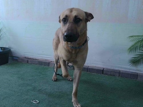 Photo of A5794851, adoptable Belgian Shepherd Malinois in Baldwin Park, California