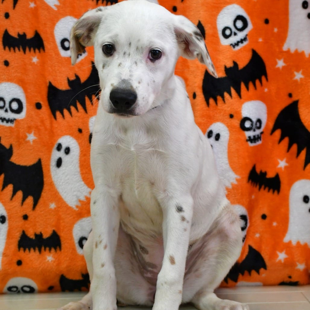 Photo of Ghost Toast, adoptable Dalmatian / Mix in Beaumont, Texas