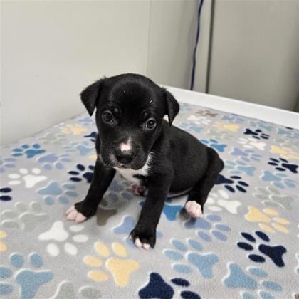 Photo of Panther, adoptable Husky in Plano, Texas