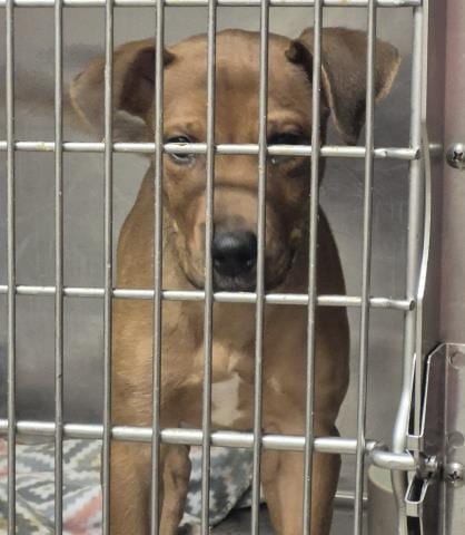 Photo of Scooby Doo, adoptable Labrador Retriever in Decatur, Illinois