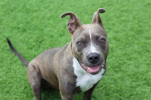 Photo of Dobby, adoptable American Staffordshire Terrier in Grand Prairie, Texas