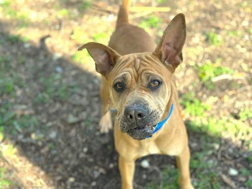 Photo of Arietta, adoptable Chinese Shar-Pei in Waco, Texas