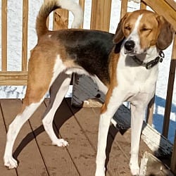 Photo of Curly, adoptable Hound (Unknown Type) Beagle in Tappahannock, Virginia