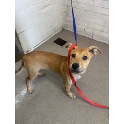 Photo of Autumn, adoptable German Shepherd Dog in San Bernardino, California