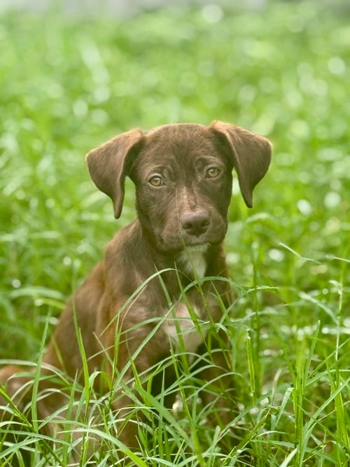Photo of Arissa, adoptable Labrador Retriever in Royal Palm Beach, Florida