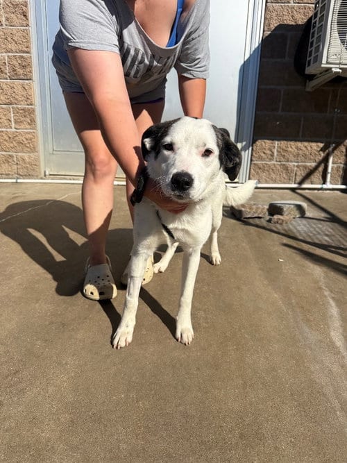 Photo of Rca, adoptable Maremma Sheepdog in Burnsville, North Carolina