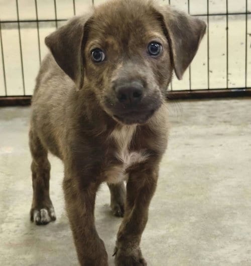Photo of Zulu (NY-Sarah), adoptable Labrador Retriever in SHERBURNE, New York