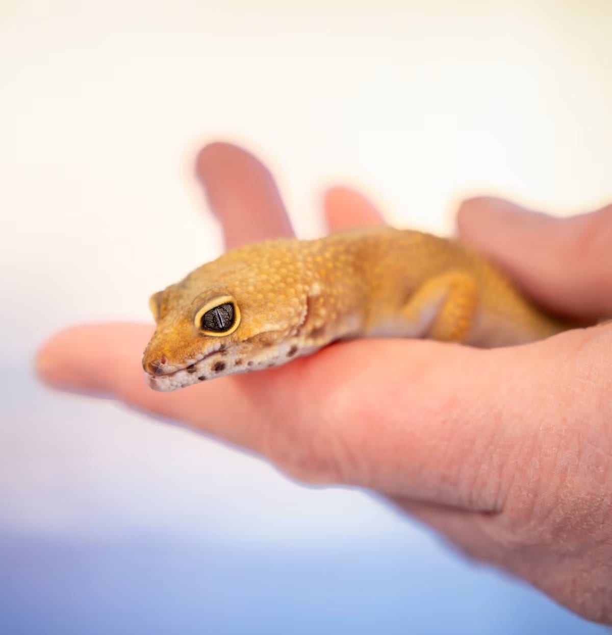 Photo of Blaze, adoptable Gecko in Morrison, Colorado