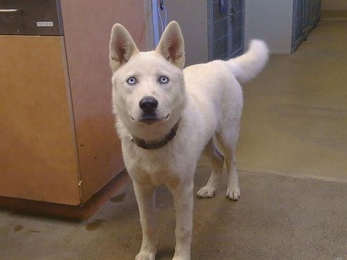 Photo of Lon Chaney, adoptable Siberian Husky in Sacramento, California