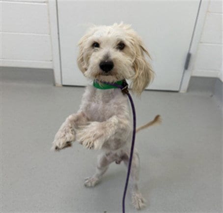 Photo of Flynn, adoptable Shih Tzu in Mesa, Arizona