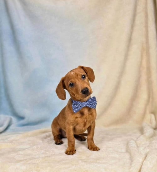 Photo of Atlas, adoptable Dachshund in Newark, Delaware
