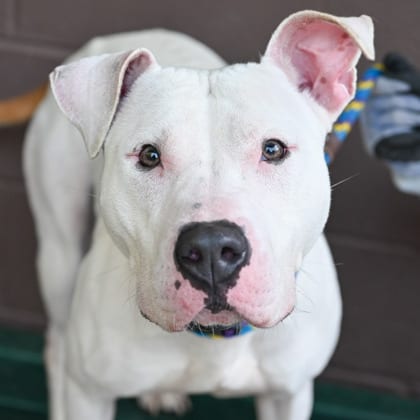 Photo of Cloud- IN FOSTER, adoptable dog in Chamblee, Georgia