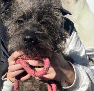 Photo of Comet, adoptable Cairn Terrier in Alameda, California
