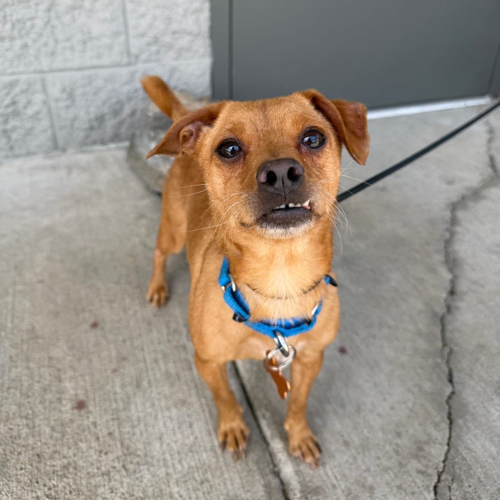 Photo of Membrillo, adoptable Mixed Breed (Small) in Bend, Oregon
