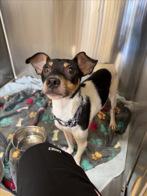 Photo of Ace Ventura, adoptable Rat Terrier in Derwood, Maryland