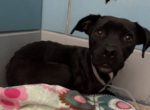 Photo of Pony Boo, adoptable Staffordshire Bull Terrier in Houston, Texas