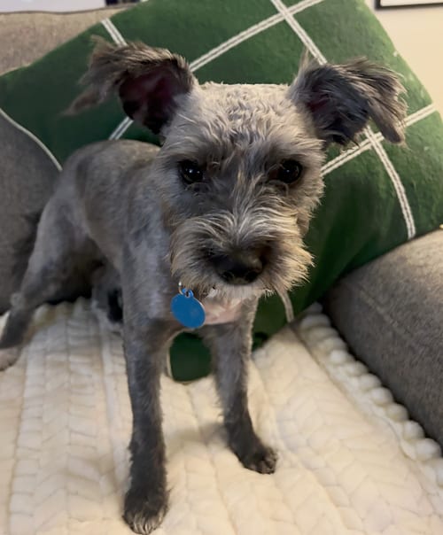 Photo of Patty, adoptable Poodle (Miniature) in Bellevue, Washington