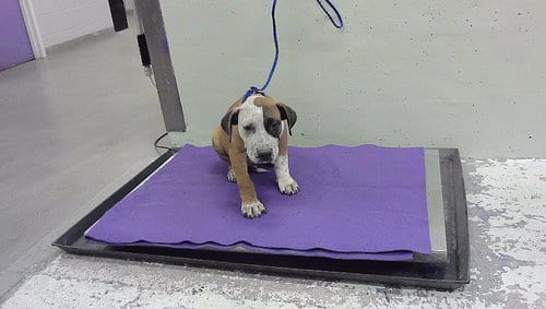 Photo of Michigan, adoptable Staffordshire Bull Terrier in Houston, Texas