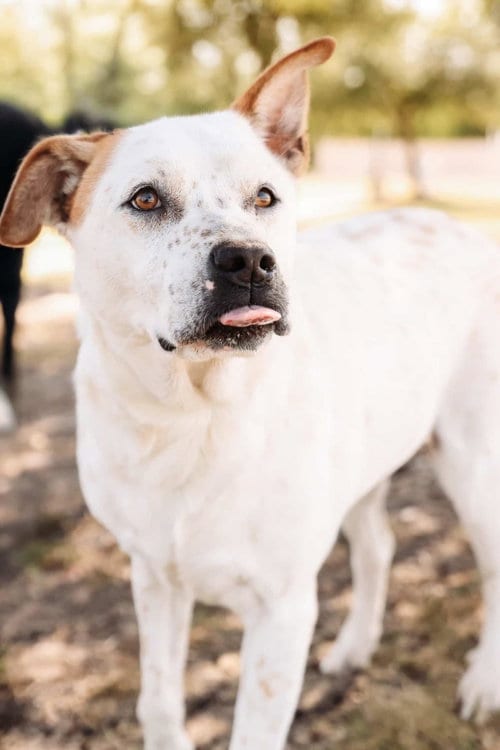 Photo of Bella -$75, adoptable Pit Bull Terrier in Rockwall, Texas