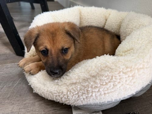 Photo of Lightning, adoptable German Shepherd Dog in The Woodlands, Texas