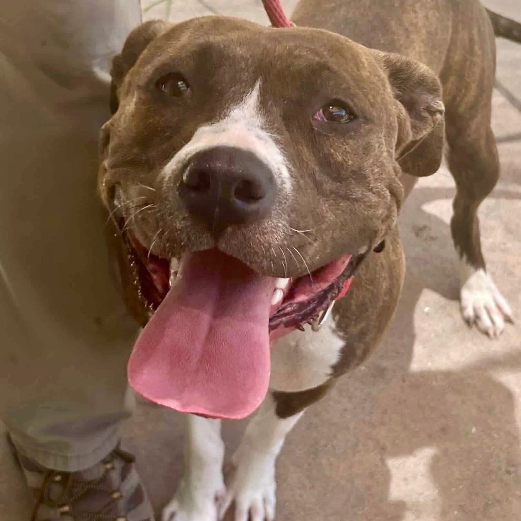 Photo of Deja, adoptable Mixed Breed (Large) in San Francisco, California