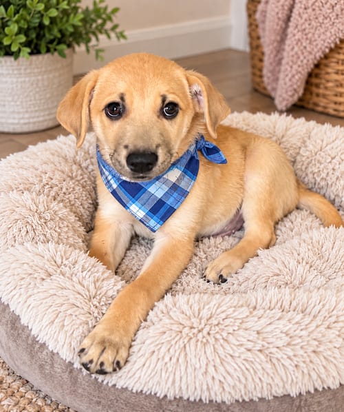 Photo of Mason, adoptable Labrador Retriever in Phoenix, Arizona