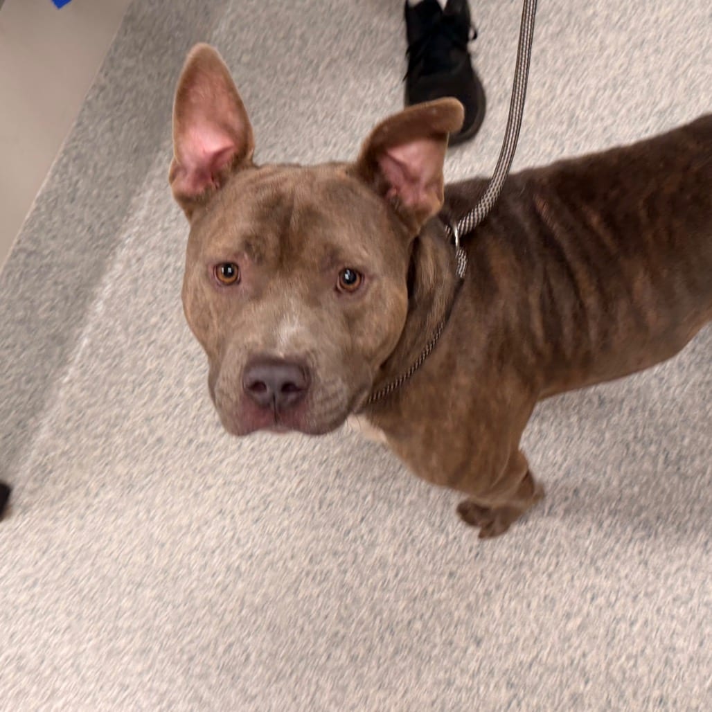 Photo of Daryl, adoptable Terrier, American Staffordshire in Spartanburg, South Carolina