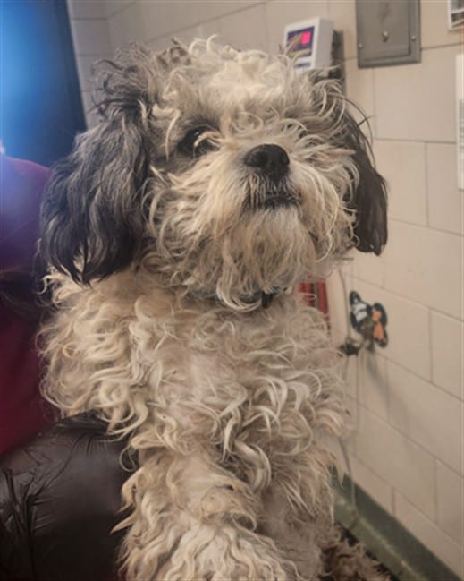 Photo of Finley, adoptable Mixed Breed in Santa Fe, New Mexico