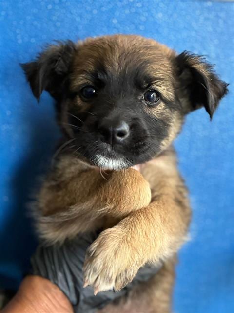 Photo of A256628, adoptable Cairn Terrier in Visalia, California