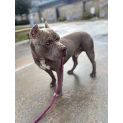 Photo of Joey, adoptable American Pit Bull Terrier in Jurupa Valley, California