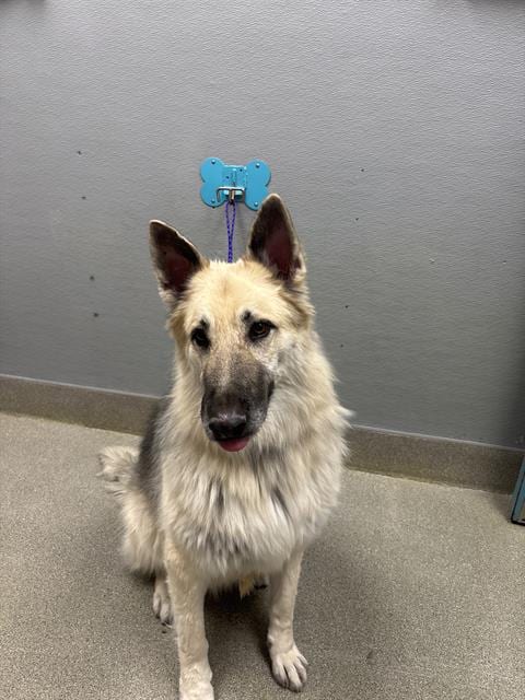 Photo of Chaco, adoptable German Shepherd Dog in Las Vegas, Nevada