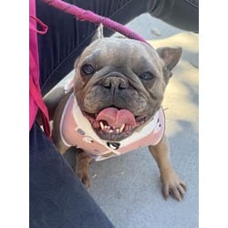 Photo of Judy, adoptable French Bulldog in Jurupa Valley, California