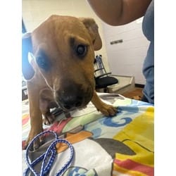 Photo of Cain, adoptable Mixed Breed (Medium) in Baton Rouge, Louisiana