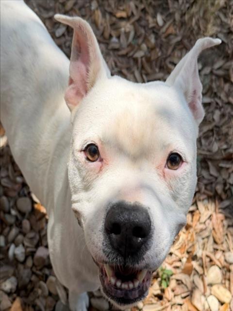 Photo of Pixie, adoptable Pit Bull Terrier in Texas City, Texas