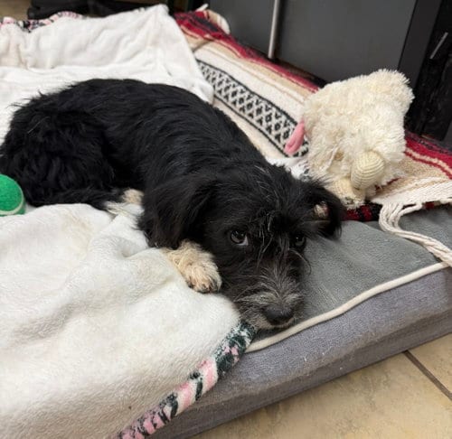 Photo of Oscar, adoptable Terrier in El Centro, California