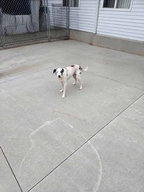 Photo of McGraw, adoptable Unknown breed (short coat) in Maquoketa, Iowa
