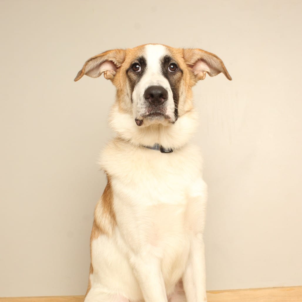 Photo of Simba D70698, adoptable Saint Bernard / Mixed Breed (Large) in Minnesota, Minnesota