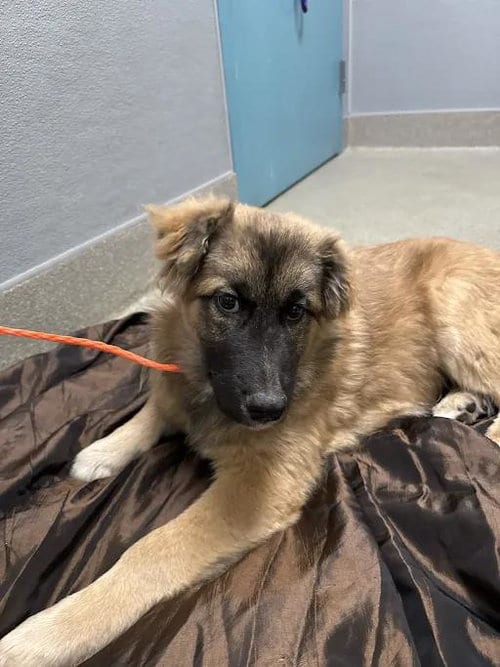 Photo of Bean, adoptable German Shepherd Dog in Las Vegas, Nevada