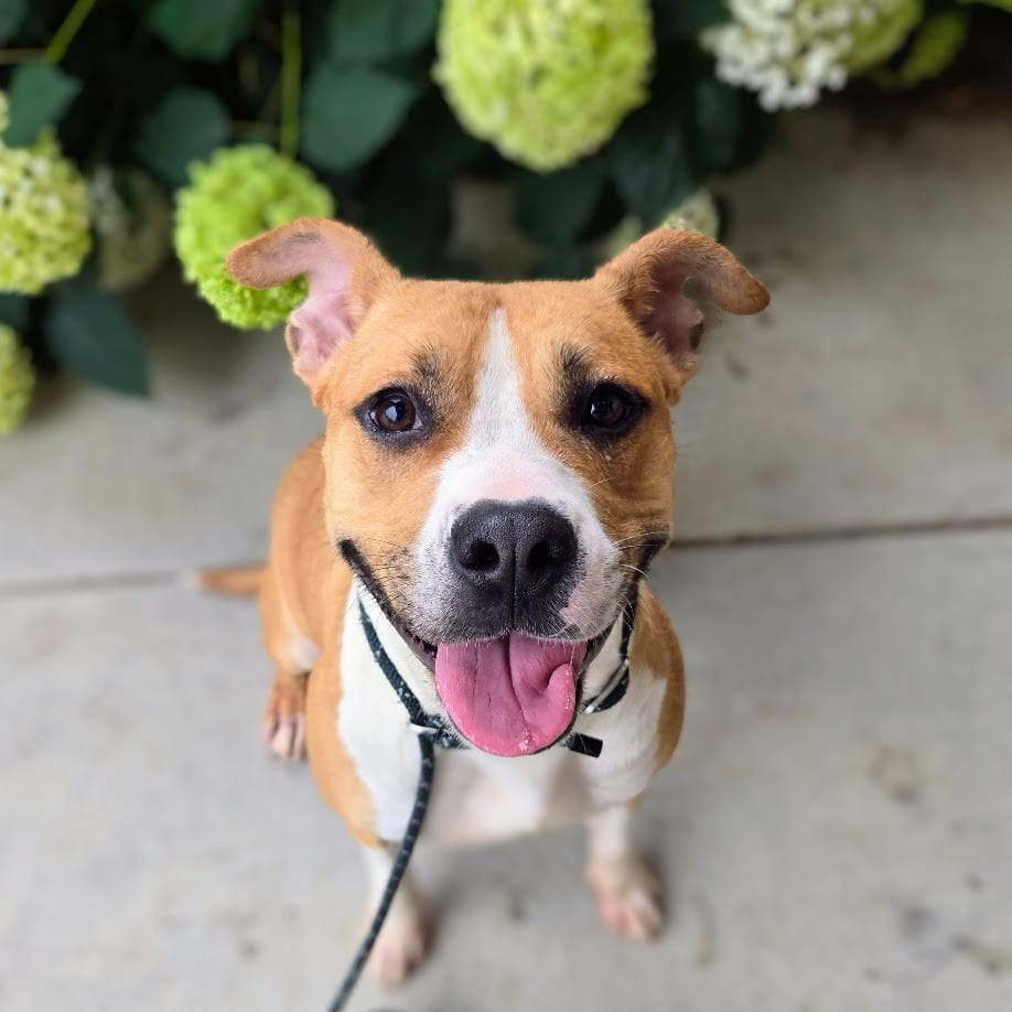 Photo of SueBob, adoptable Pit Bull Terrier in Douglasville, Georgia