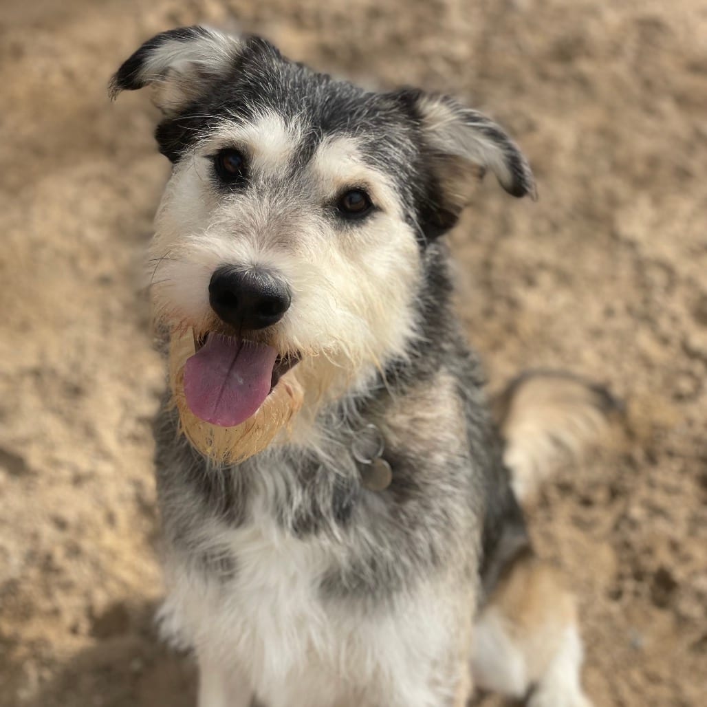Photo of Bill, adoptable Terrier / Mixed Breed (Medium) in Riverside, California