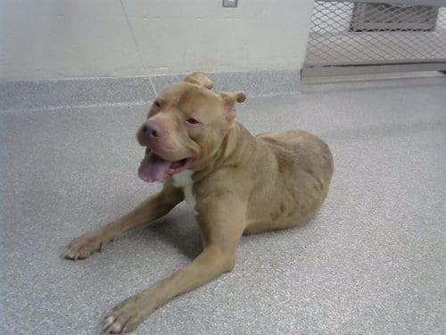 Photo of Buster, adoptable American Pit Bull Terrier in Pasadena, Texas