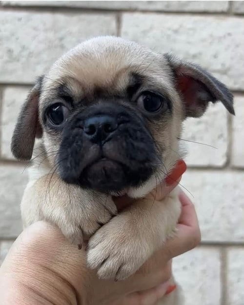 Photo of Raven, adoptable Pug in Corona, California