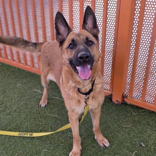 Photo of Saint Melo Williams, adoptable German Shepherd Dog in Las Vegas, Nevada
