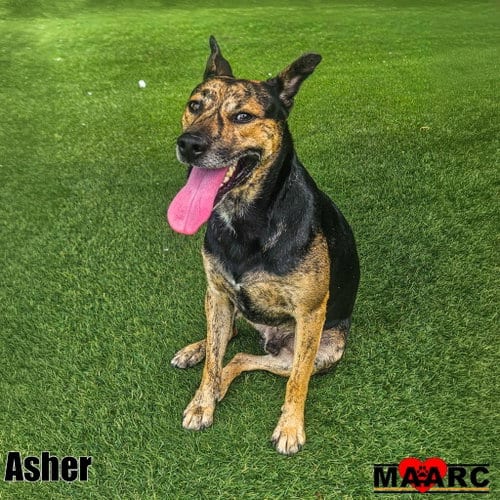 Photo of Asher, adoptable Jack Russell Terrier in Maryville, Tennessee
