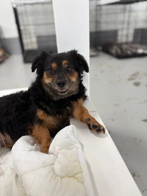 Photo of Jazzy 2094, adoptable Terrier in Studio City, California