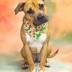 Photo of Cupcake, adoptable Staffordshire Bull Terrier in Hot Springs Village, Arkansas