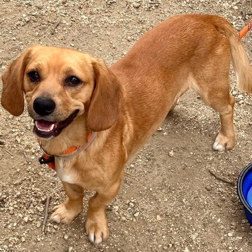 Photo of Lady - Chino Hills Location, adoptable Beagle / Dachshund