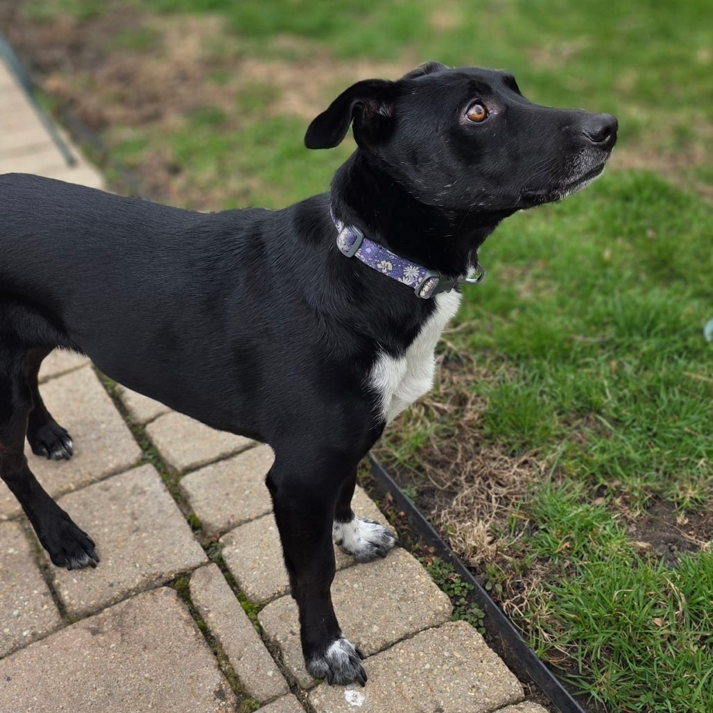 Photo of Stella - Home to Home, adoptable Kelpie, Australian / Mixed Breed (Medium) in South Elgin, Illinois